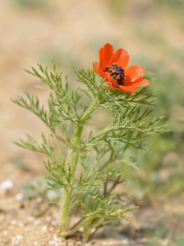 Adonis aestivalis © Gideon Pisanty (<a href="//commons.wikimedia.org/wiki/User:Gidip" title="User:Gidip">Gidip</a>)