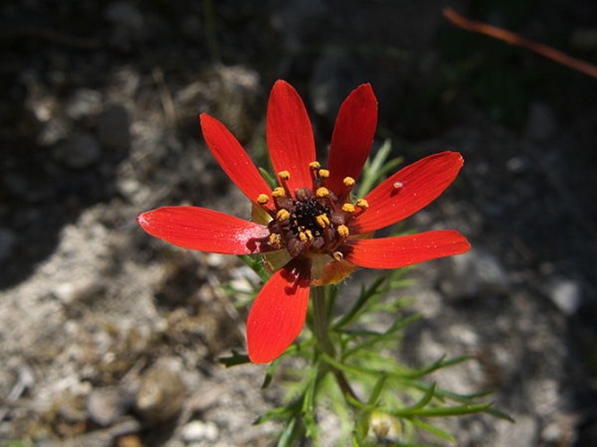 Adonis flammea © <a href="//commons.wikimedia.org/wiki/User:Adrian198cm" title="User:Adrian198cm">Adrian198cm</a>