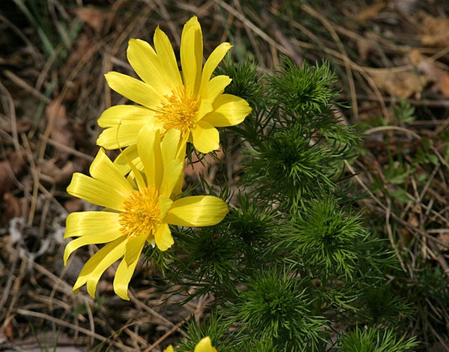 Adonis vernalis © <a href="https://de.wikipedia.org/wiki/Benutzer:Martin_Bahmann" class="extiw" title="de:Benutzer:Martin Bahmann">Martin Bahmann</a>