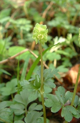 Adoxa moschatellina &copy; 