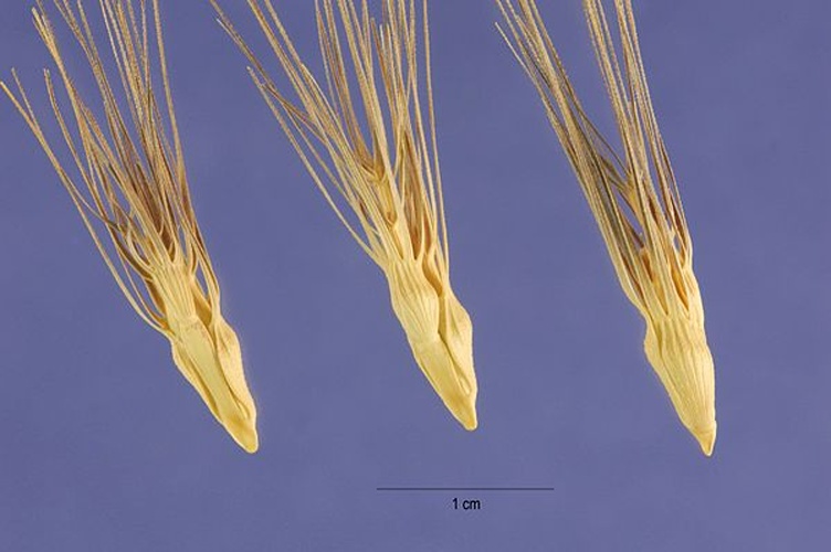 Aegilops geniculata &copy; Steve Hurst @ USDA-NRCS PLANTS Database