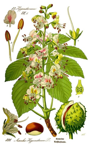 Aesculus hippocastanum &copy; <a href="//commons.wikimedia.org/wiki/User:Kilom691" title="User:Kilom691">User:Kilom691</a>