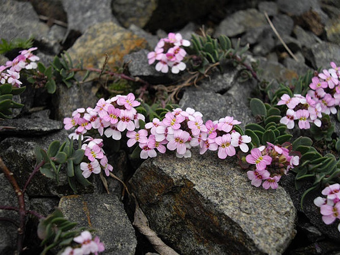 Aethionema saxatile &copy; <a href="//commons.wikimedia.org/wiki/Ghislain118" class="mw-redirect" title="Ghislain118">Ghislain118</a> <a rel="nofollow" class="external free" href="http://www.fleurs-des-montagnes.net">http://www.fleurs-des-montagnes.net</a>