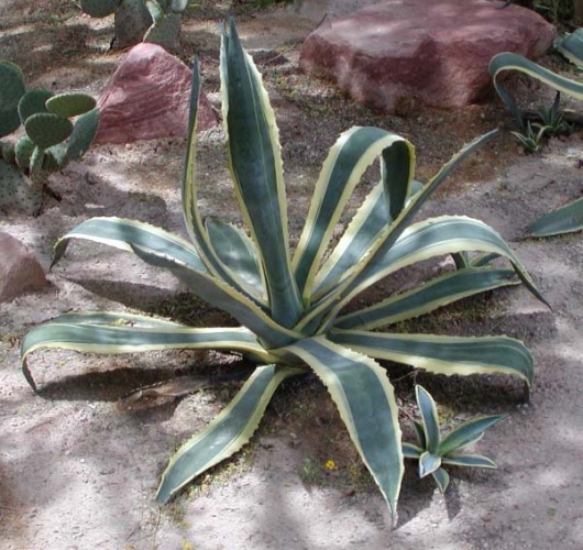 Agave americana &copy; <a href="//commons.wikimedia.org/wiki/User:Stan_Shebs" title="User:Stan Shebs">Stan Shebs</a>