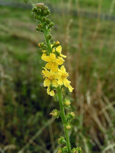 Agrimonia eupatoria © 