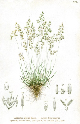 Agrostis alpina © Dalla Torre, K. W. von; Deutscher Alpenverein (Founded 1874); Hartinger, Anton