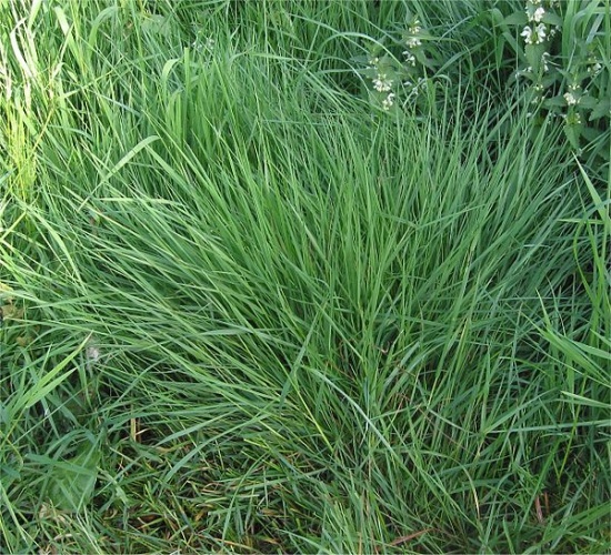 Agrostis capillaris © <a href="//commons.wikimedia.org/wiki/User:Rasbak" title="User:Rasbak">Rasbak</a>