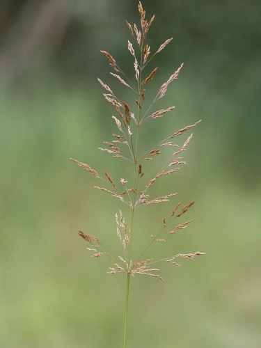 Agrostis gigantea © Kristian Peters -- <a href="//commons.wikimedia.org/wiki/User:Fabelfroh" title="User:Fabelfroh">Fabelfroh</a> 07:06, 19 August 2007 (UTC)