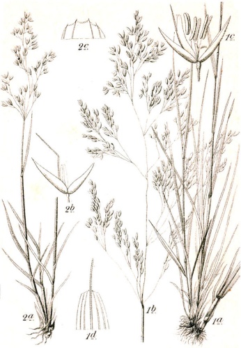 Agrostis rupestris © Johann Georg Sturm, Painted by <a href="https://en.wikipedia.org/wiki/Jacob_Sturm" class="extiw" title="en:Jacob Sturm">Jacob Sturm</a>