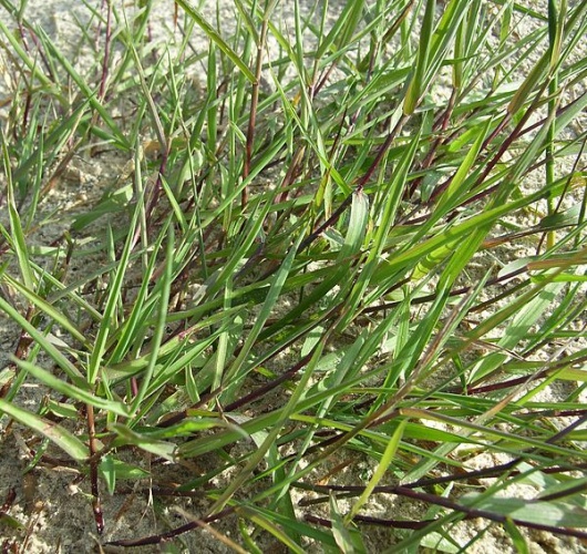 Agrostis stolonifera &copy; <a href="//commons.wikimedia.org/w/index.php?title=User:Zirpe&amp;action=edit&amp;redlink=1" class="new" title="User:Zirpe (page does not exist)">Alfred</a>