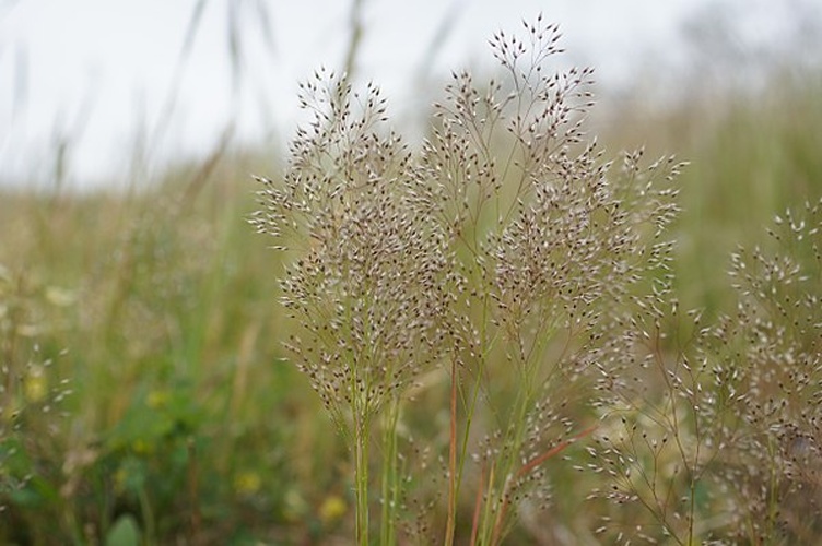 Aira cupaniana © <a rel="nofollow" class="external text" href="https://www.flickr.com/photos/73840284@N04/">Macleay Grass Man</a>