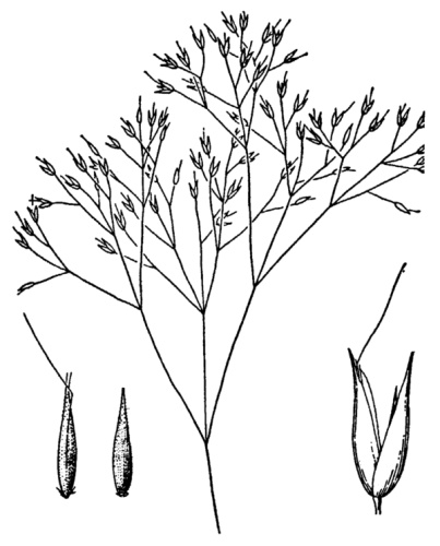 Aira elegantissima &copy; Hitchcock, A.S. (rev. A. Chase). 1950. <i>Manual of the grasses of the United States.</i> USDA Misc. Publ. No. 200. Washington, DC. 1950.
