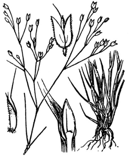 Aira provincialis &copy; Hippolyte Coste - Flore descriptive et illustrée de la France, de la Corse et des contrées limitrophes, 1901-1906