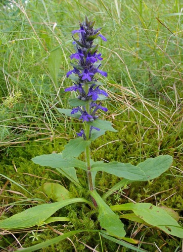 Ajuga genevensis &copy; <a href="//commons.wikimedia.org/wiki/User:Fice" title="User:Fice">Christian Fischer</a>