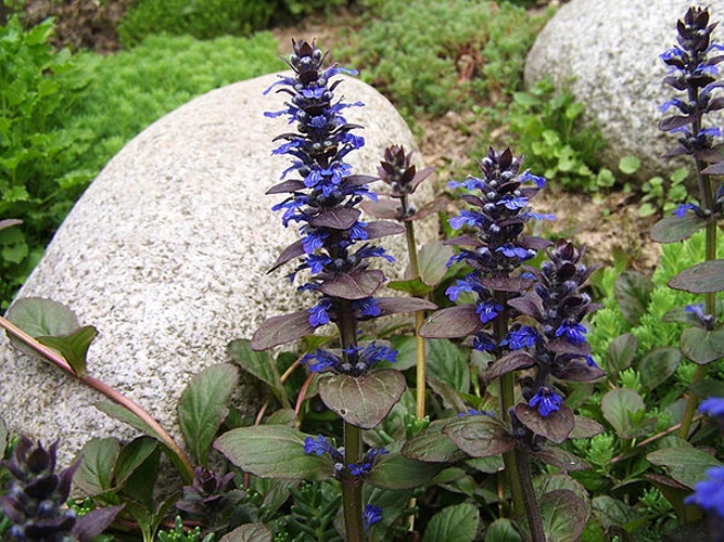 Ajuga reptans © Jerzy Opioła