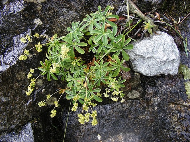 Alchemilla alpigena &copy; Teun Spaans