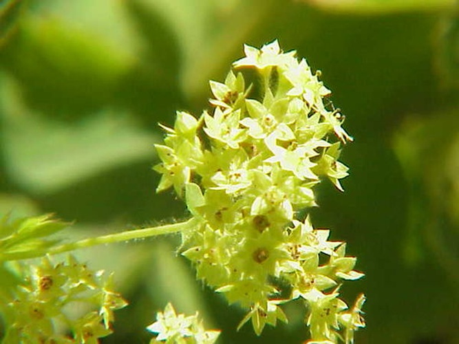 Alchemilla alpina &copy; Kurt Stüber <a rel="nofollow" class="external autonumber" href="http://www.kurtstueber.de/">[1]</a>