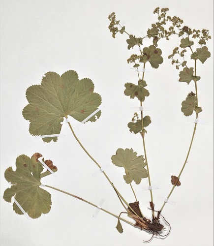 Alchemilla coriacea © Specie:     Alchemilla coriacea Buser 
<p>Location:    France 
Elevation:     1440m 
Basis of record:    Preserved specimen
Dataset:    The vascular plants collection (P) at the Herbarium of the Muséum national d'His… 
Publisher
</p>
MNHN:  Museum national d'Histoire naturelle