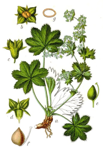 Alchemilla fissa &copy; Johann Georg Sturm, Painted by <a href="https://en.wikipedia.org/wiki/Jacob_Sturm" class="extiw" title="en:Jacob Sturm">Jacob Sturm</a>; published by Kurt Stüber