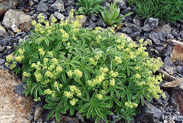 Alchemilla hoppeana &copy; <a href="//commons.wikimedia.org/wiki/Ghislain118" class="mw-redirect" title="Ghislain118">Ghislain118 (AD)</a> <a rel="nofollow" class="external free" href="http://www.fleurs-des-montagnes.net">http://www.fleurs-des-montagnes.net</a>