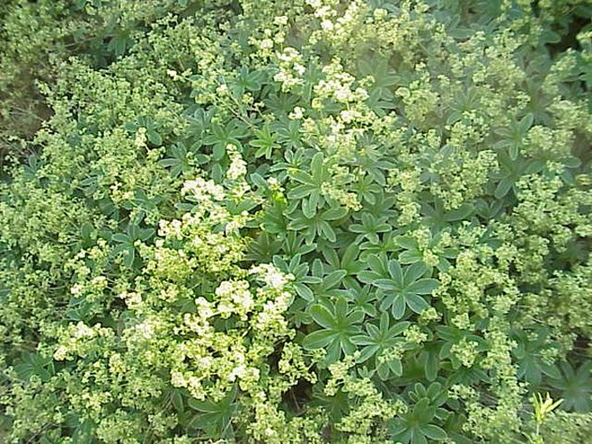 Alchemilla xanthochlora &copy; Kurt Stüber <a rel="nofollow" class="external autonumber" href="http://www.kurtstueber.de/">[1]</a>