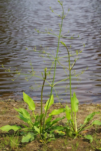 Alisma plantago-aquatica © <a href="//commons.wikimedia.org/wiki/User:Fice" title="User:Fice">Christian Fischer</a>