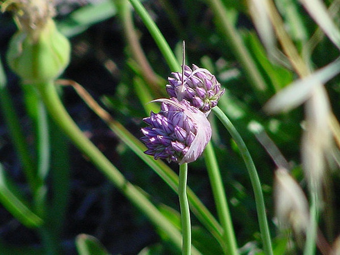 Allium acutiflorum © Hubert Laroche