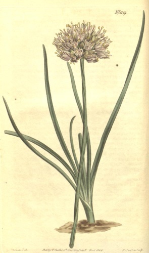 Allium angulosum © John Sims (1749–1831)