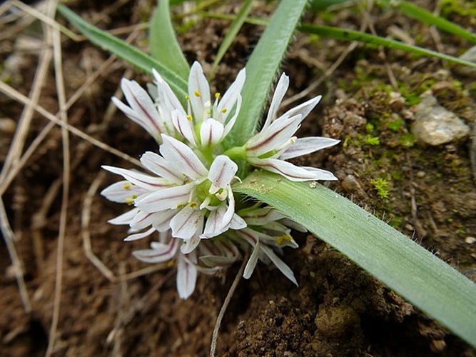 Allium chamaemoly © <a href="//commons.wikimedia.org/wiki/User:Bathyscapher" title="User:Bathyscapher">Bathyscapher</a>
