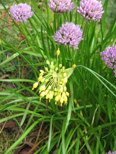 Allium flavum &copy; Meneerke bloem