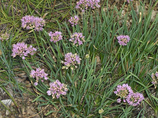 Allium lusitanicum &copy; 