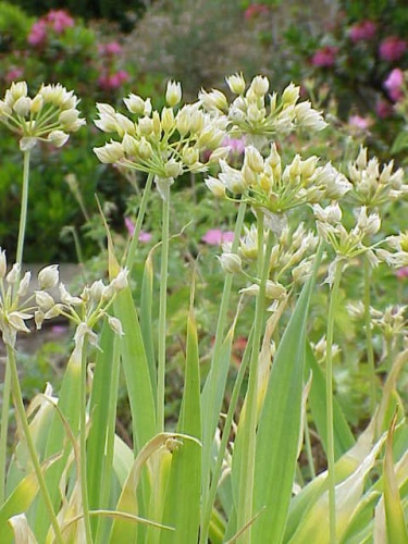 Allium moly &copy; Kurt Stüber <a rel="nofollow" class="external autonumber" href="http://www.kurtstueber.de/">[1]</a>