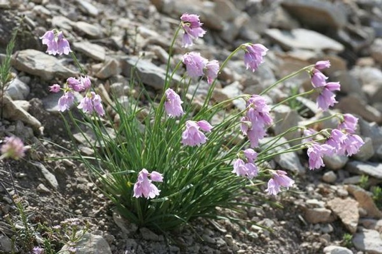 Allium narcissiflorum &copy; Henry Brisse (upload by <a href="//commons.wikimedia.org/wiki/User:Abalg" title="User:Abalg">user:Abalg</a>)