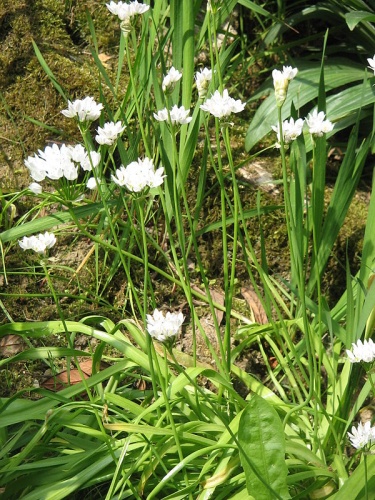 Allium neapolitanum © <a href="//commons.wikimedia.org/wiki/User:Meneerke_bloem" title="User:Meneerke bloem">Meneerke bloem</a>