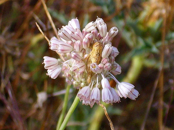 Allium paniculatum © <a href="//commons.wikimedia.org/wiki/User:Javier_martin" title="User:Javier martin">Javier martin</a>