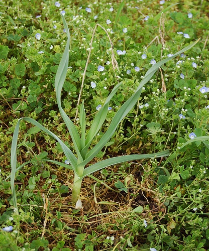 Allium polyanthum © 