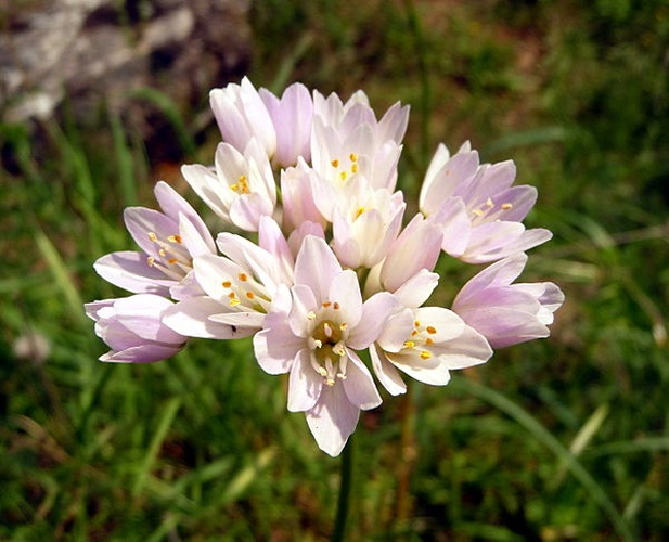 Allium roseum © <a href="//commons.wikimedia.org/wiki/User:Lucarelli" title="User:Lucarelli">Lucarelli</a>