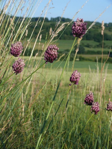 Allium rotundum © <a href="//commons.wikimedia.org/wiki/User:BerndH" title="User:BerndH">Bernd Haynold</a>