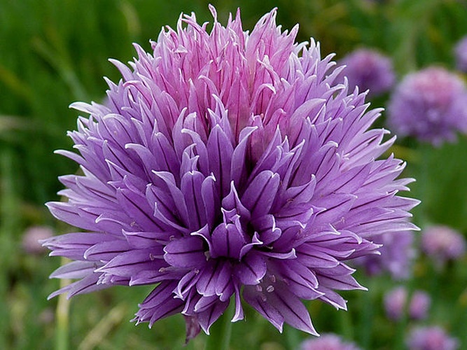 chives © <a href="//commons.wikimedia.org/wiki/User:Jamain" title="User:Jamain">Jamain</a>