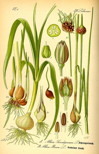 Allium scorodoprasum &copy; 