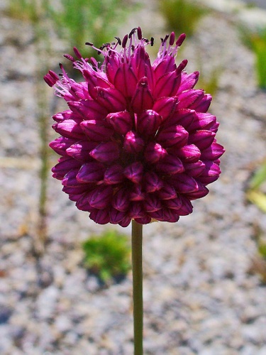 Allium sphaerocephalon © H. Zell