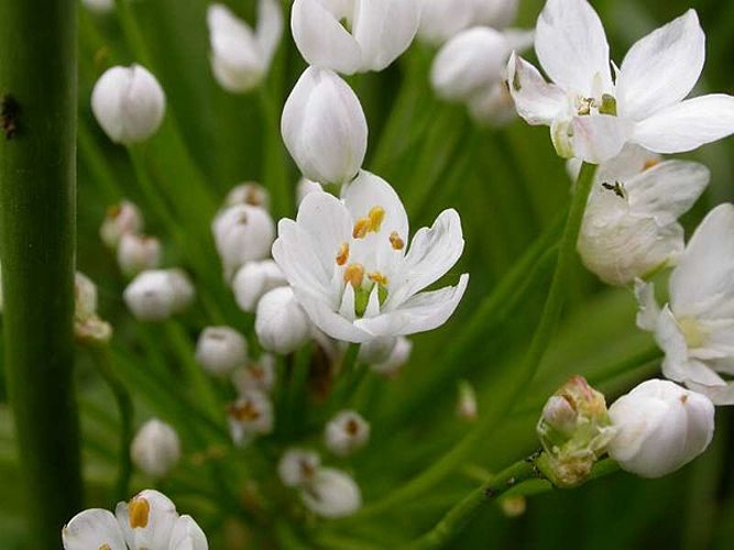 Allium subhirsutum © <a href="//commons.wikimedia.org/wiki/User:Jean-Jacques_MILAN" title="User:Jean-Jacques MILAN">Jean-Jacques MILAN</a> 13:41, 22 June 2007 (UTC)