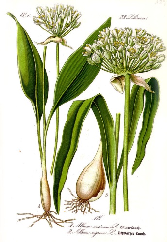 Allium ursinum © 
