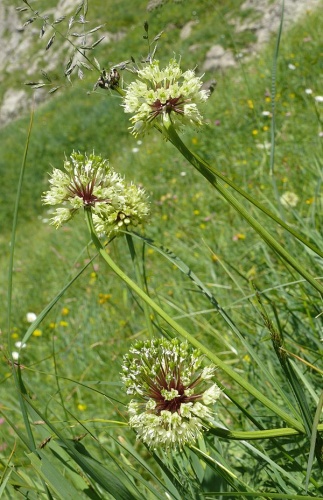 Allium victorialis &copy; <a href="//commons.wikimedia.org/wiki/User:BerndH" title="User:BerndH">Bernd Haynold</a>