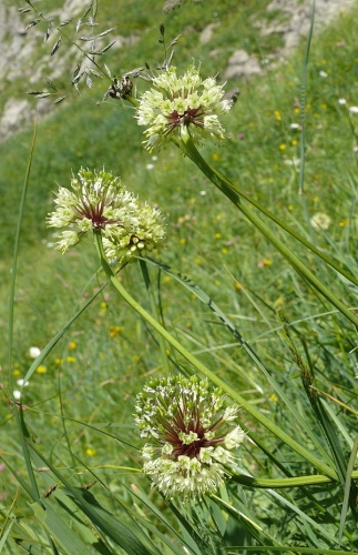 Allium victorialis © <a href="//commons.wikimedia.org/wiki/User:BerndH" title="User:BerndH">Bernd Haynold</a>