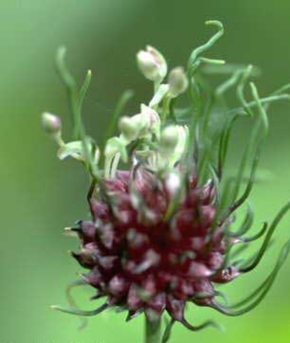 Allium vineale &copy; 