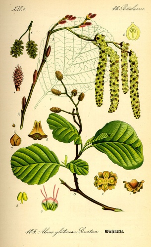 Alnus glutinosa &copy; Prof. Dr. Otto Wilhelm Thomé <i>Flora von Deutschland, Österreich und der Schweiz</i> 1885, Gera, Germany