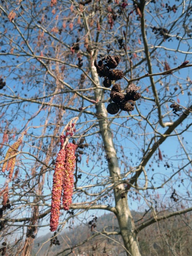 Alnus incana &copy; <a href="//commons.wikimedia.org/w/index.php?title=User:M%C3%BCBe&amp;action=edit&amp;redlink=1" class="new" title="User:MüBe (page does not exist)">MüBe</a>