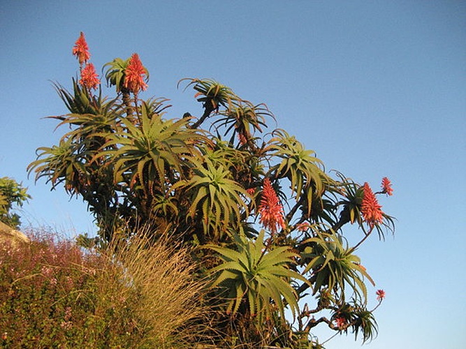 Aloe arborescens © <a rel="nofollow" class="external text" href="https://www.flickr.com/people/47108884@N07">Ton Rulkens</a> from Mozambique