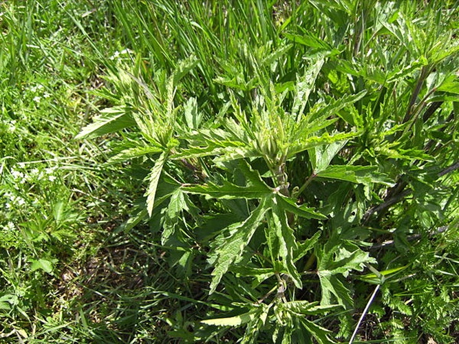 Althaea cannabina © <a href="//commons.wikimedia.org/wiki/User:Victor_M._Vicente_Selvas" title="User:Victor M. Vicente Selvas">Victor M. Vicente Selvas</a>